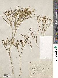 Psilotum nudum image