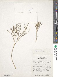 Psilotum nudum image