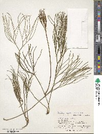 Psilotum nudum image