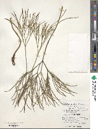 Psilotum nudum image