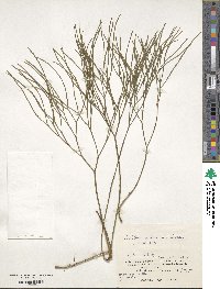 Psilotum nudum image