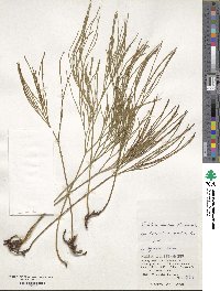 Psilotum nudum image