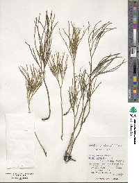 Psilotum nudum image