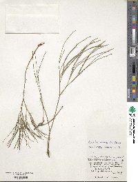 Psilotum nudum image