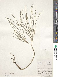 Psilotum nudum image