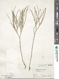 Psilotum nudum image