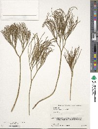 Psilotum nudum image