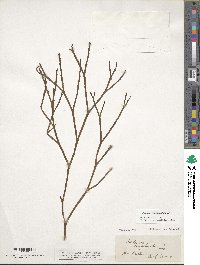 Psilotum complanatum image