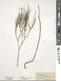 Psilotum nudum image