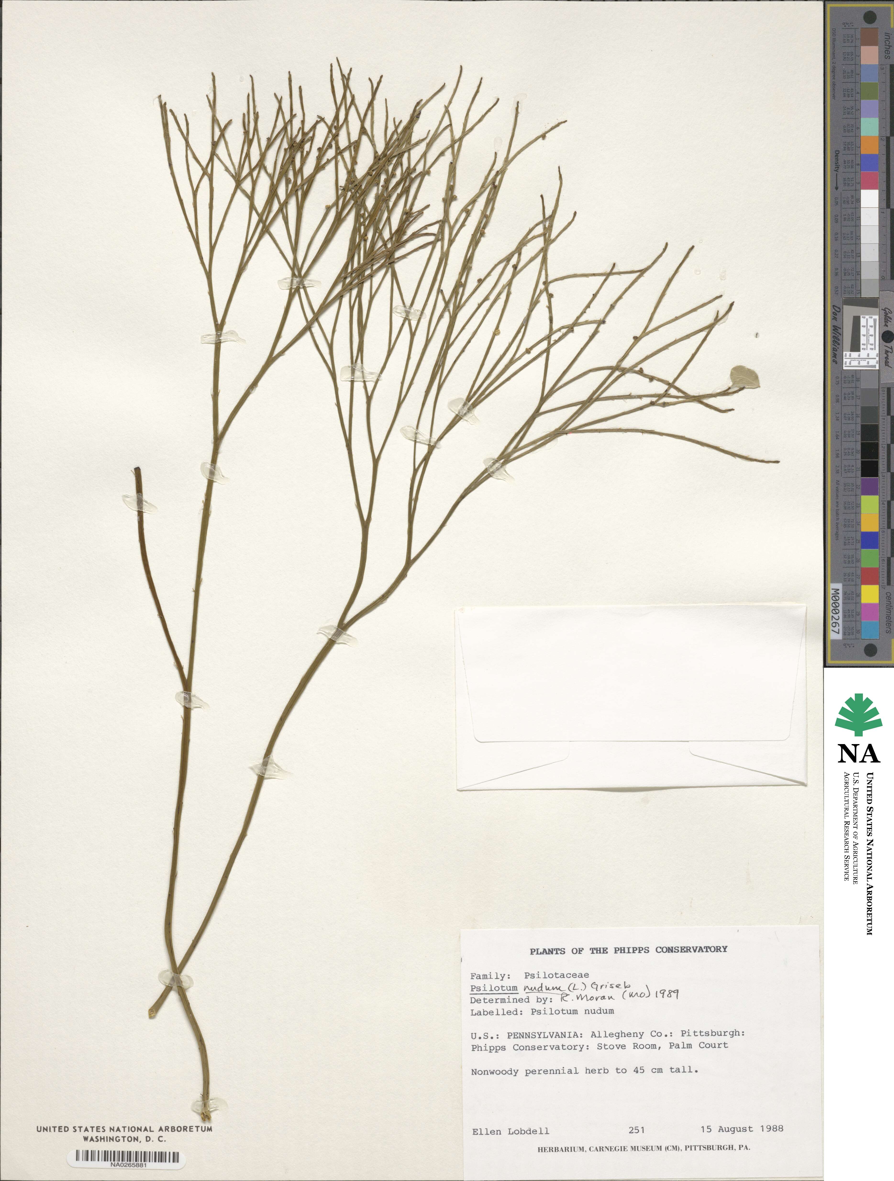 Psilotum nudum image