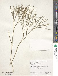 Psilotum nudum image