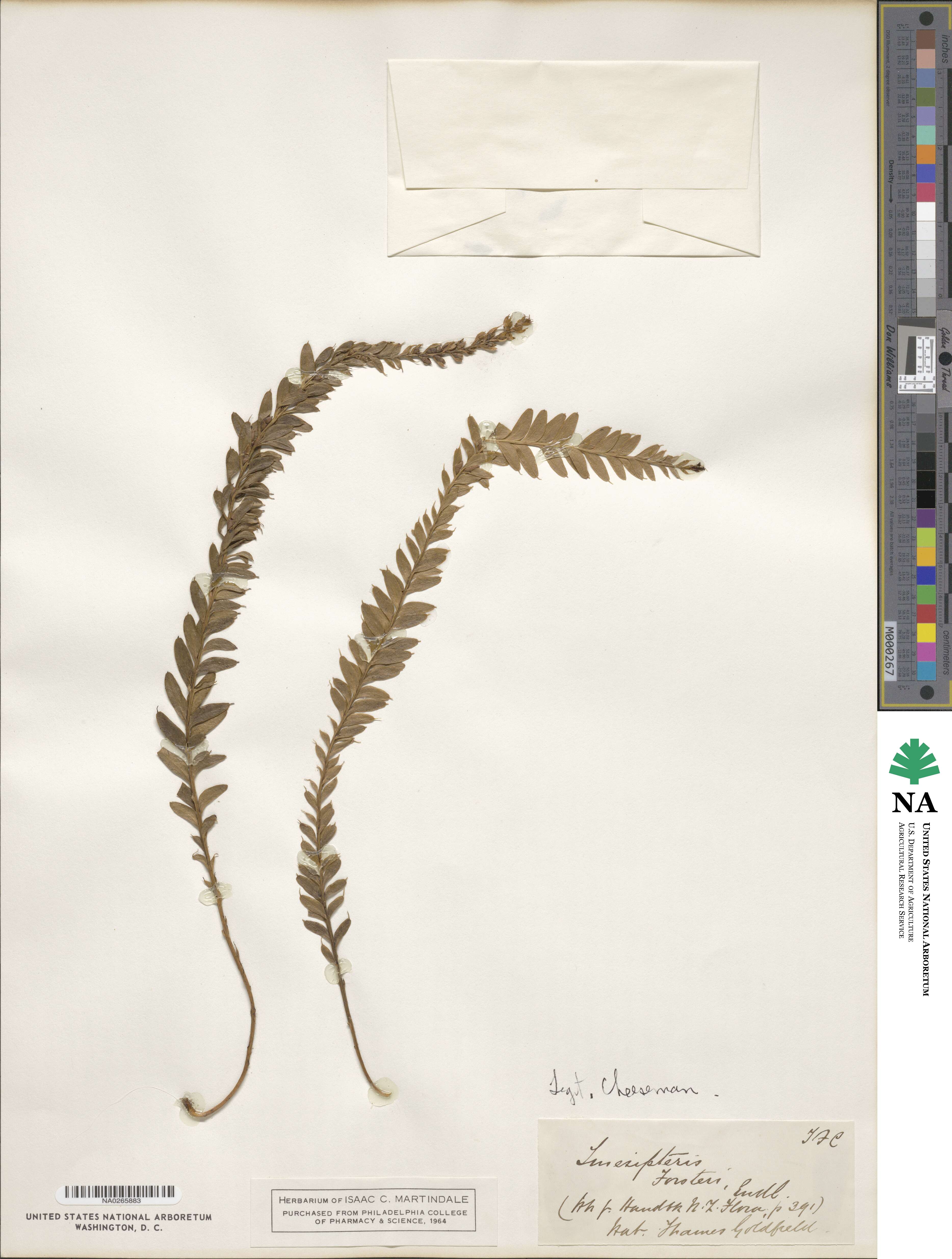 Tmesipteris norfolkensis image