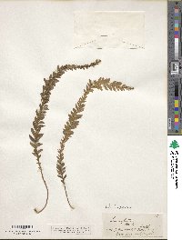 Image of Tmesipteris norfolkensis