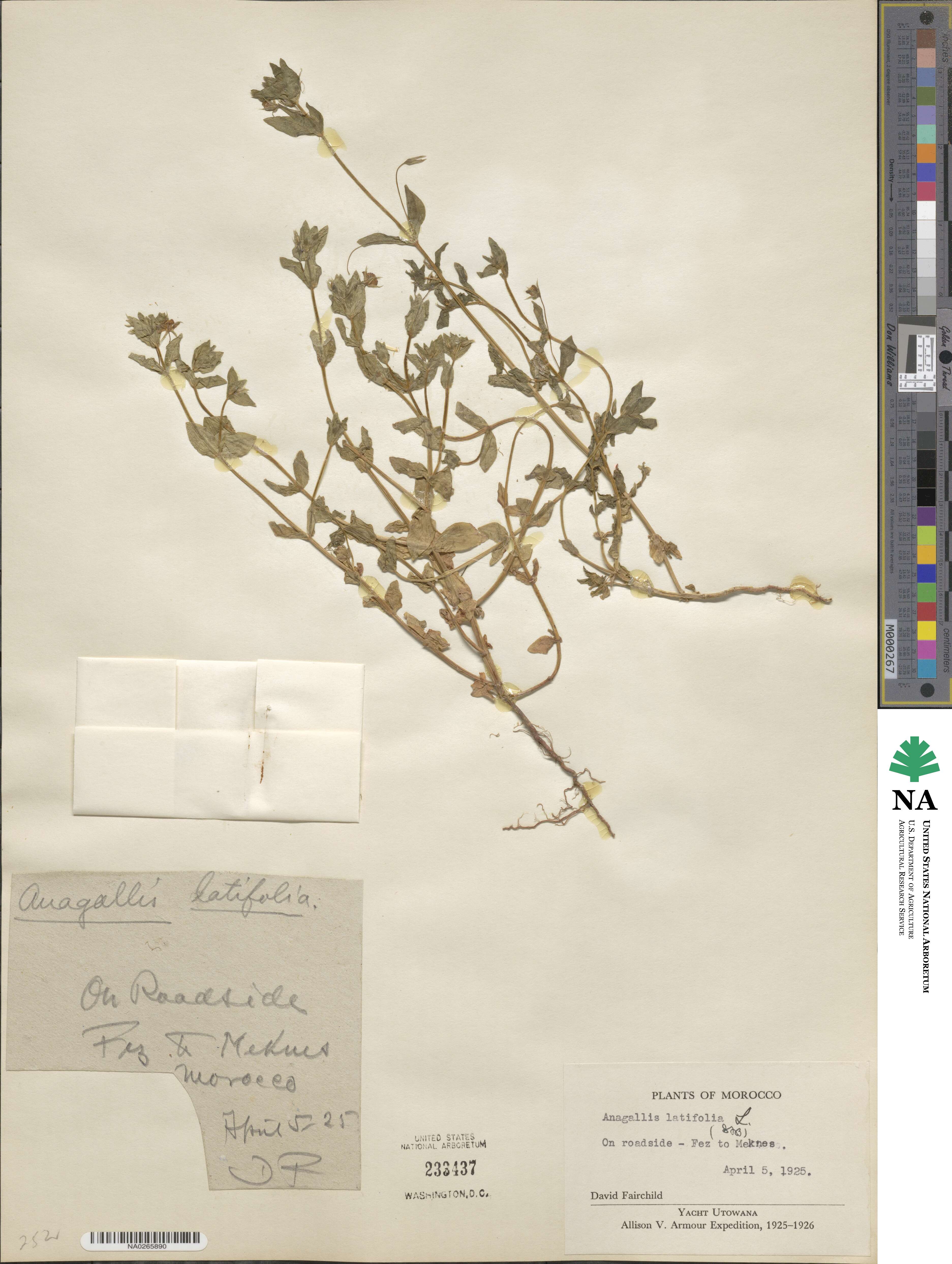 Lysimachia loeflingii image