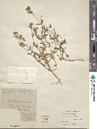 Lysimachia loeflingii image