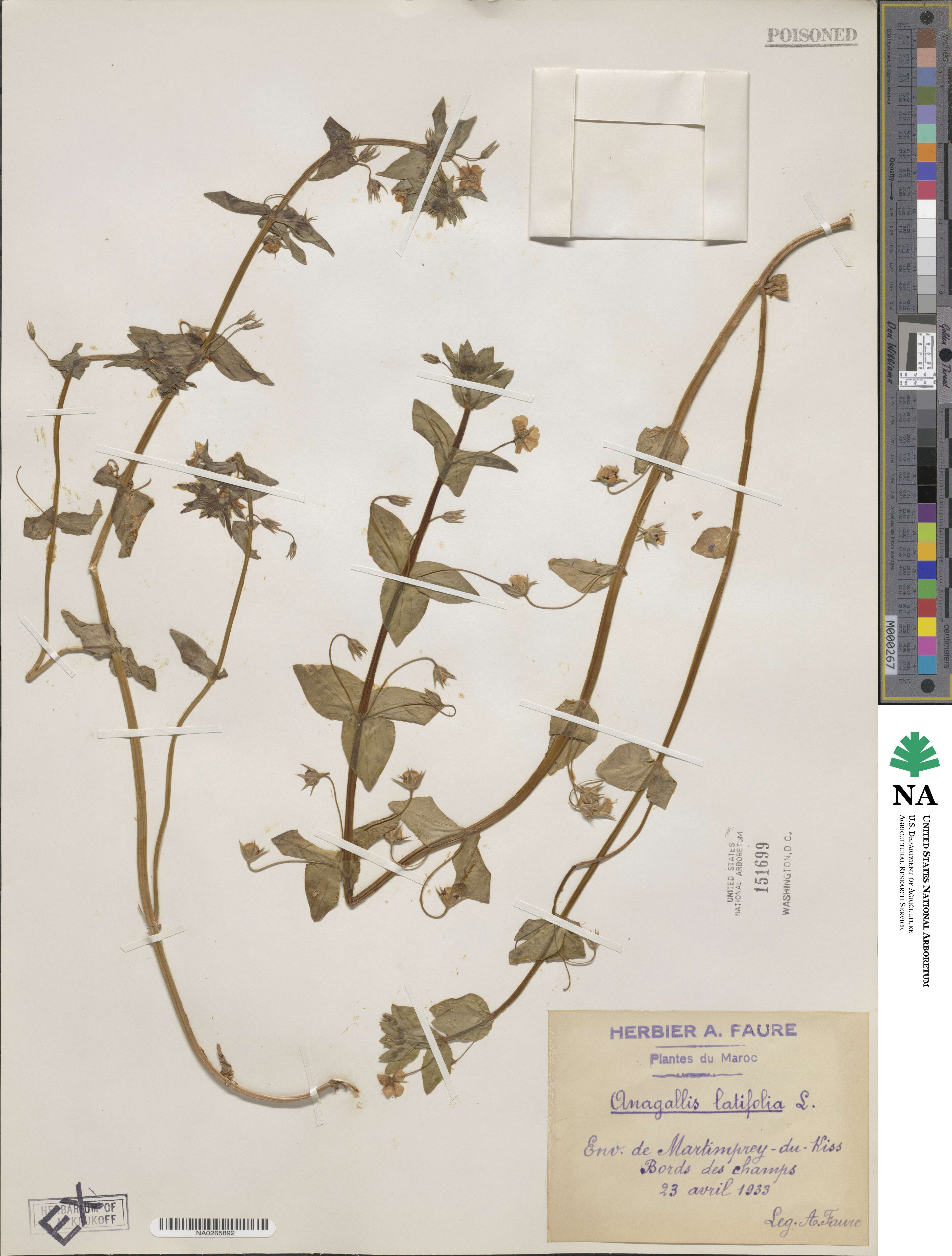 Lysimachia loeflingii image