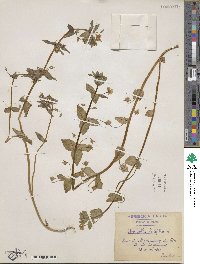 Lysimachia loeflingii image