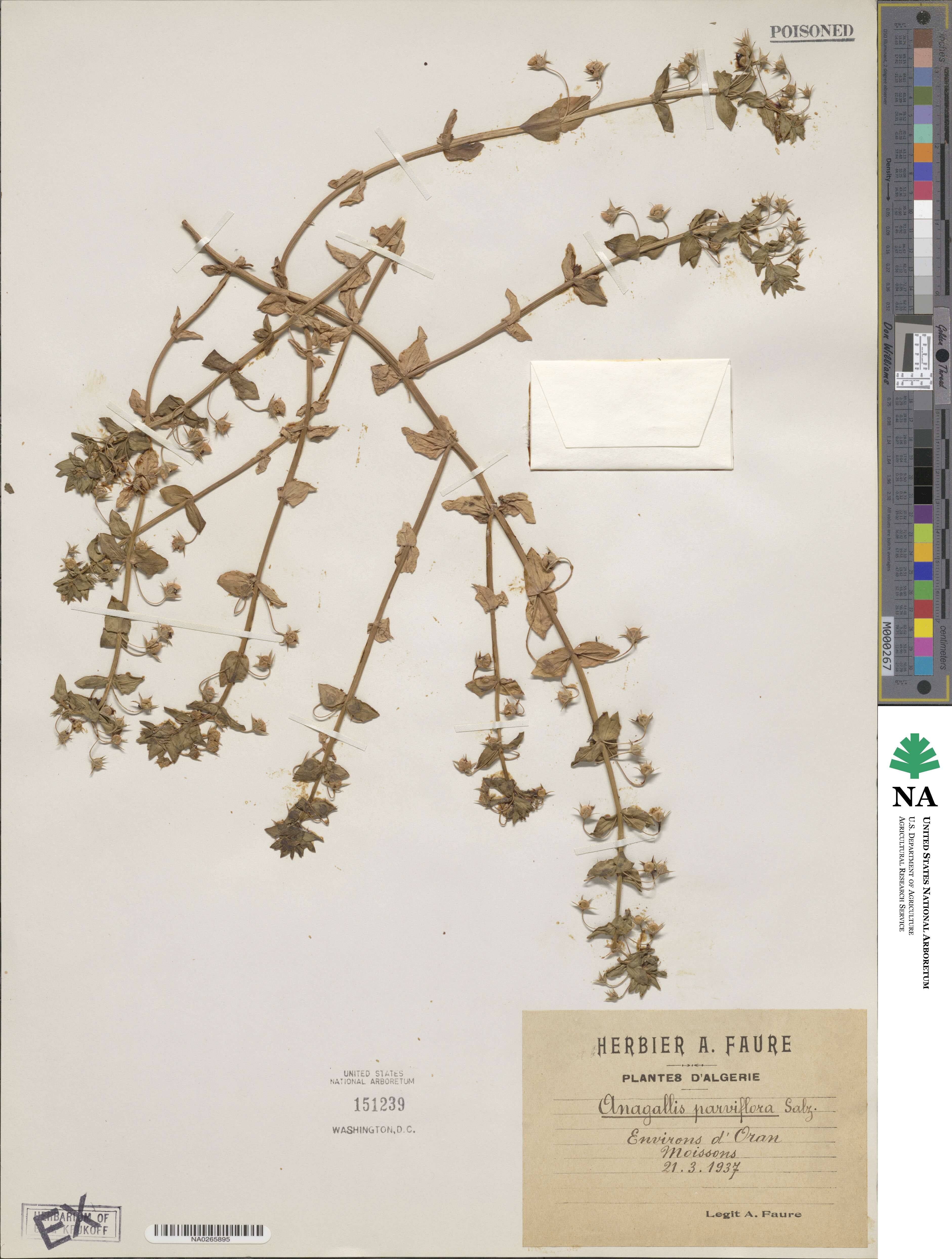 Lysimachia talaverae image