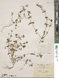 Lysimachia arvensis subsp. arvensis image