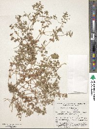 Lysimachia arvensis subsp. arvensis image