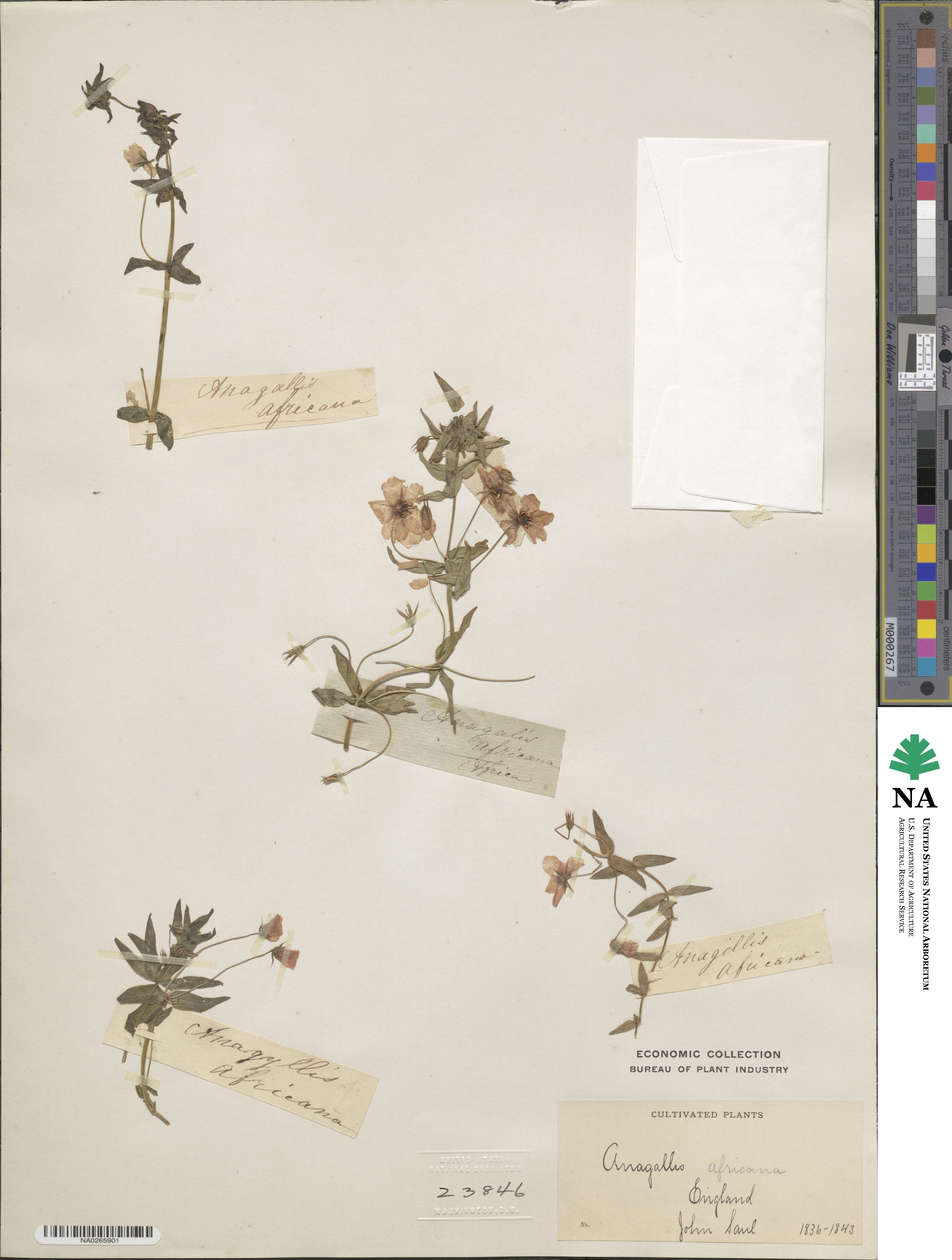 Lysimachia africana image