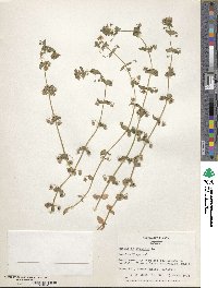 Lysimachia arvensis subsp. arvensis image