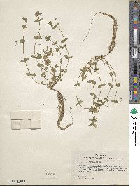 Lysimachia arvensis subsp. arvensis image