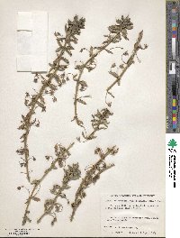 Lysimachia loeflingii image