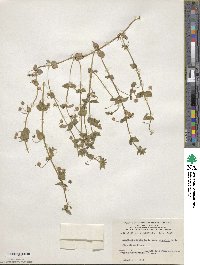 Lysimachia loeflingii image