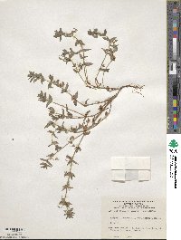 Lysimachia loeflingii image