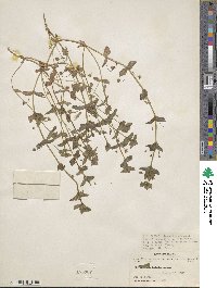 Lysimachia loeflingii image