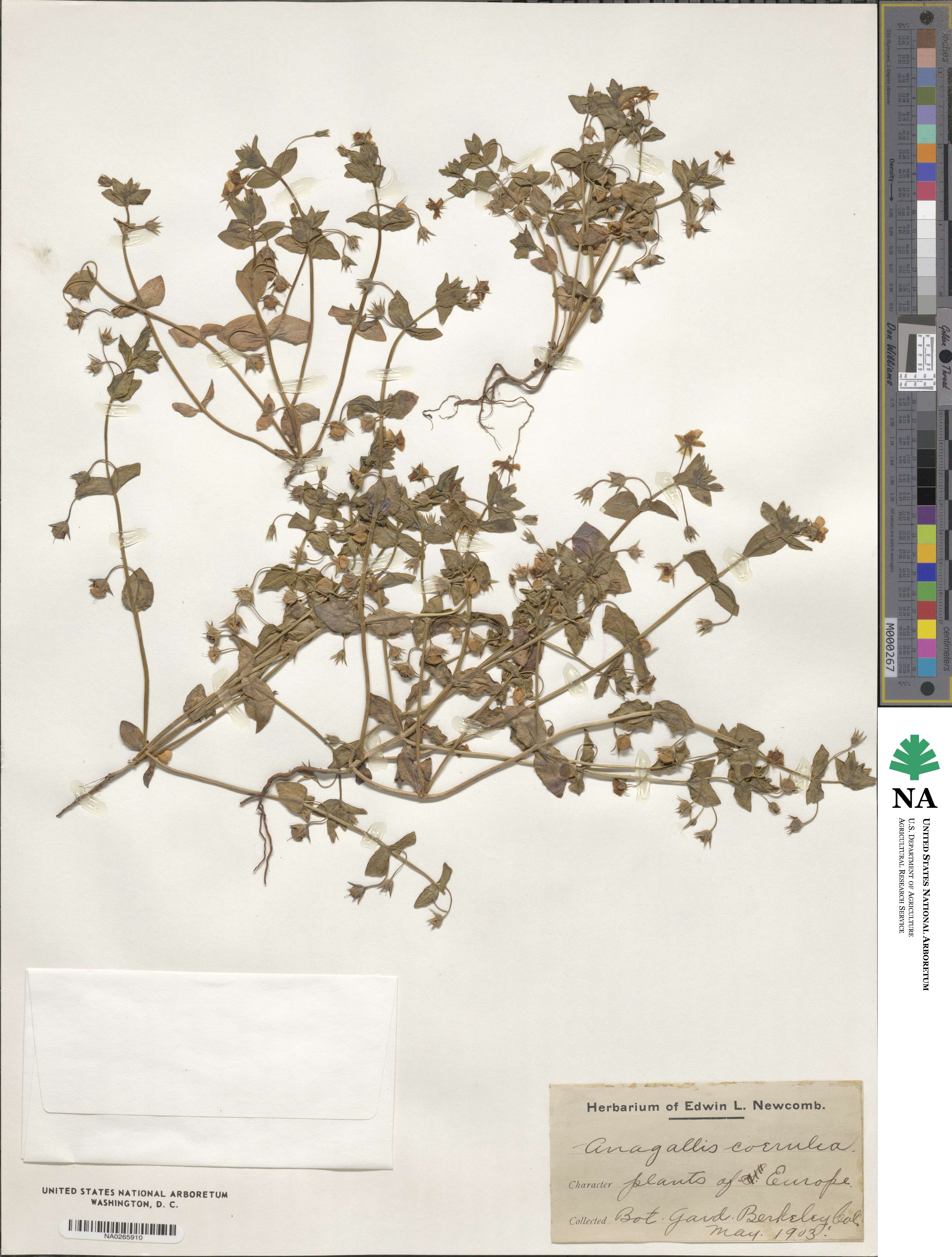 Lysimachia loeflingii image