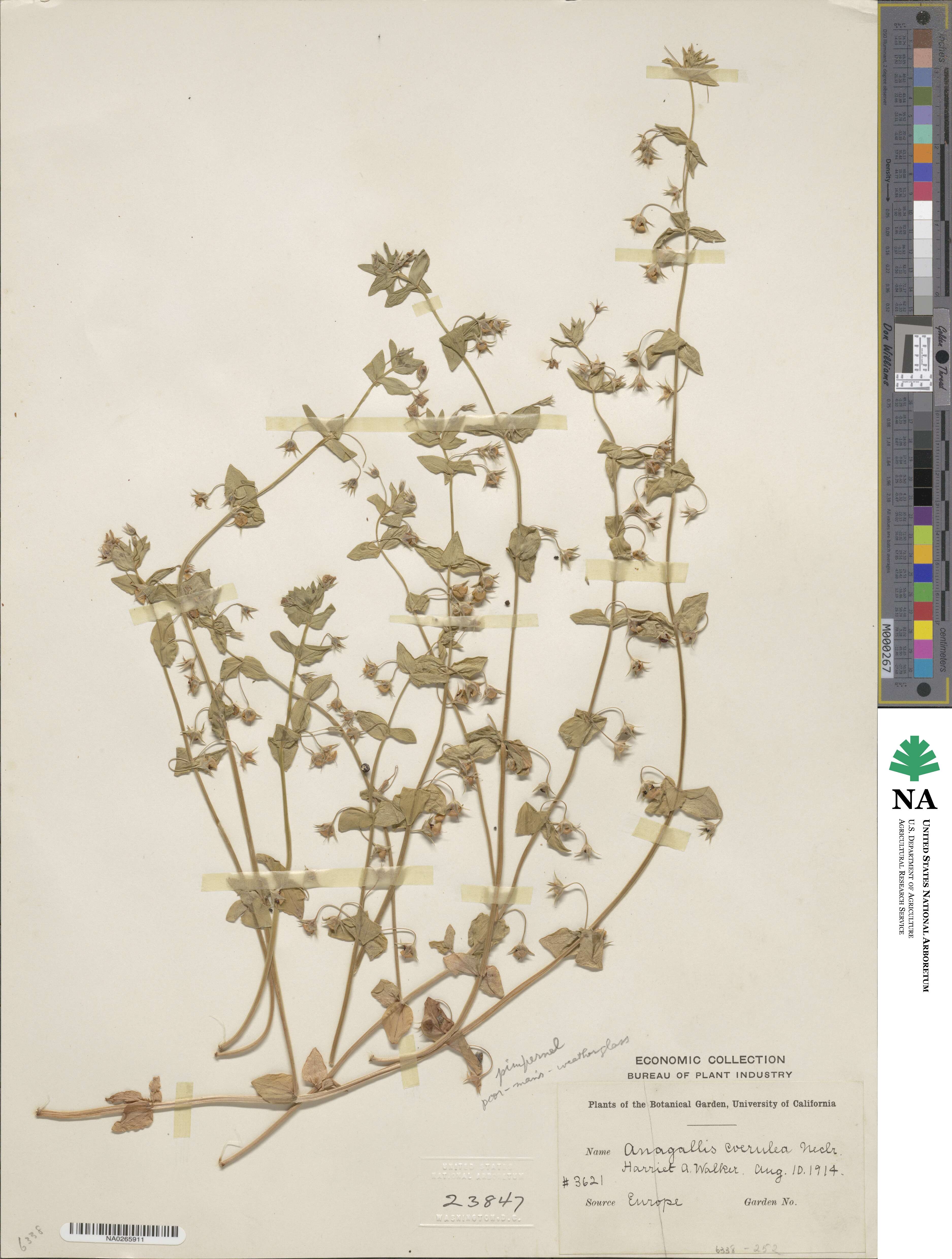 Lysimachia loeflingii image