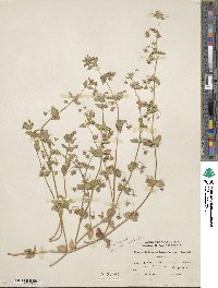 Lysimachia loeflingii image