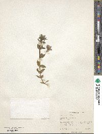 Lysimachia monelli subsp. linifolia image