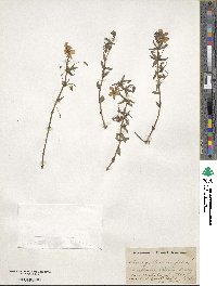 Lysimachia monelli subsp. linifolia image