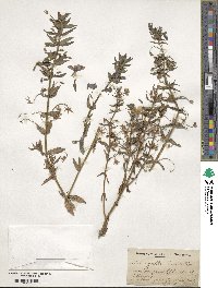 Lysimachia monelli subsp. linifolia image