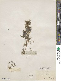 Lysimachia monelli subsp. linifolia image