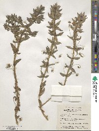 Lysimachia monelli subsp. monelli image