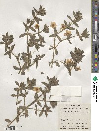 Lysimachia monelli image