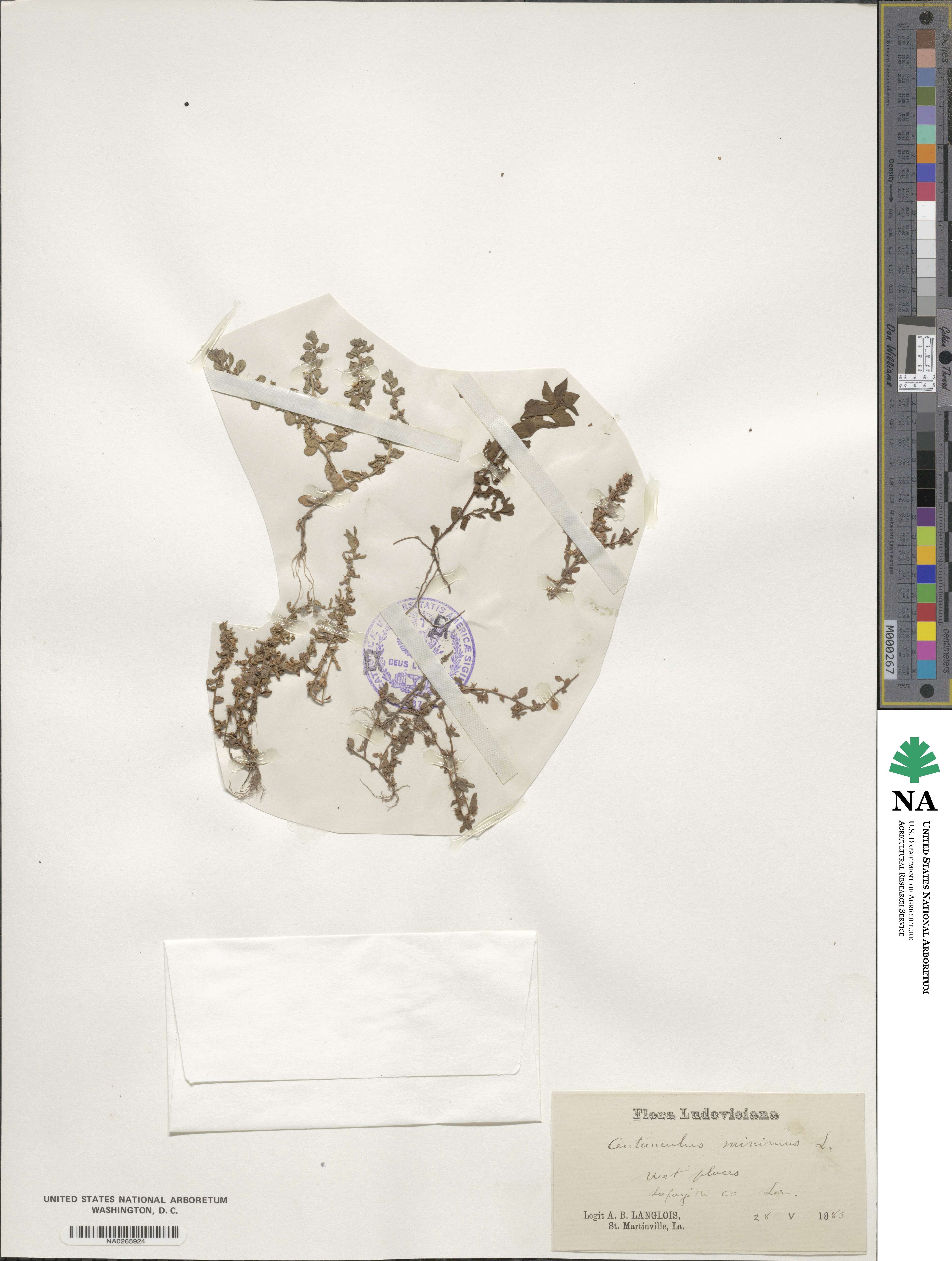 Lysimachia minima image