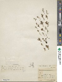 Lysimachia minima image