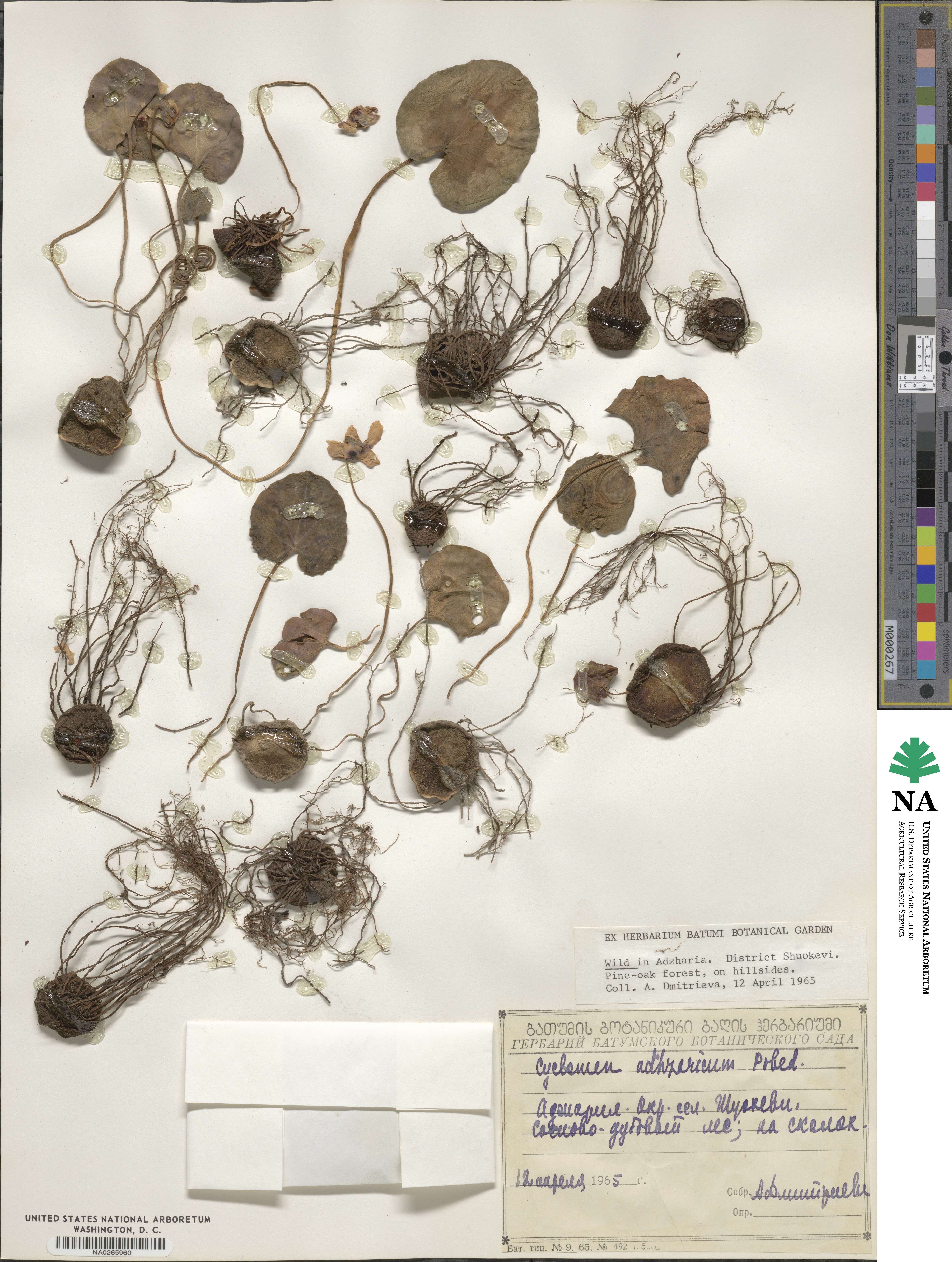 Cyclamen coum subsp. caucasicum image