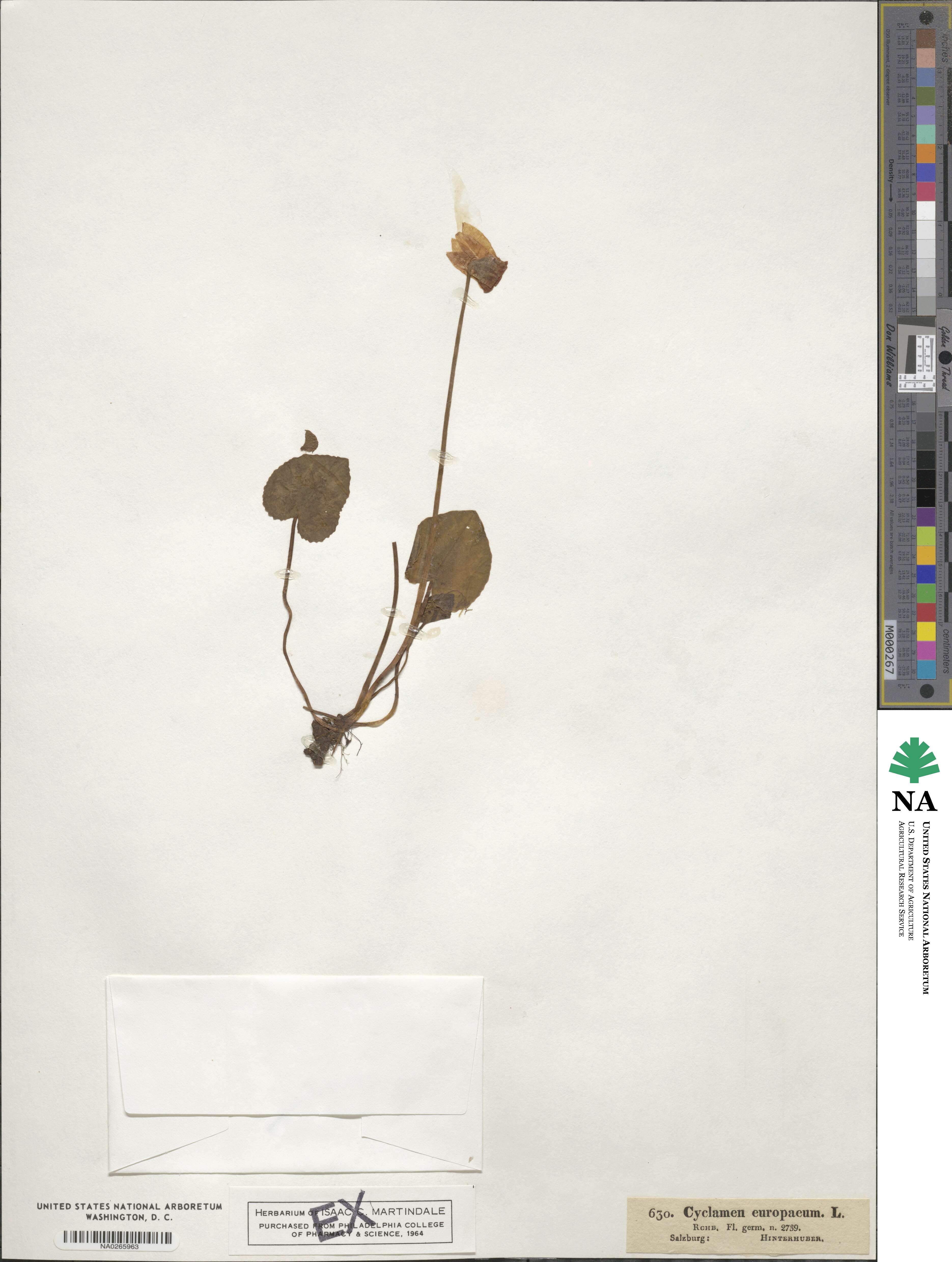 Cyclamen europaeum image