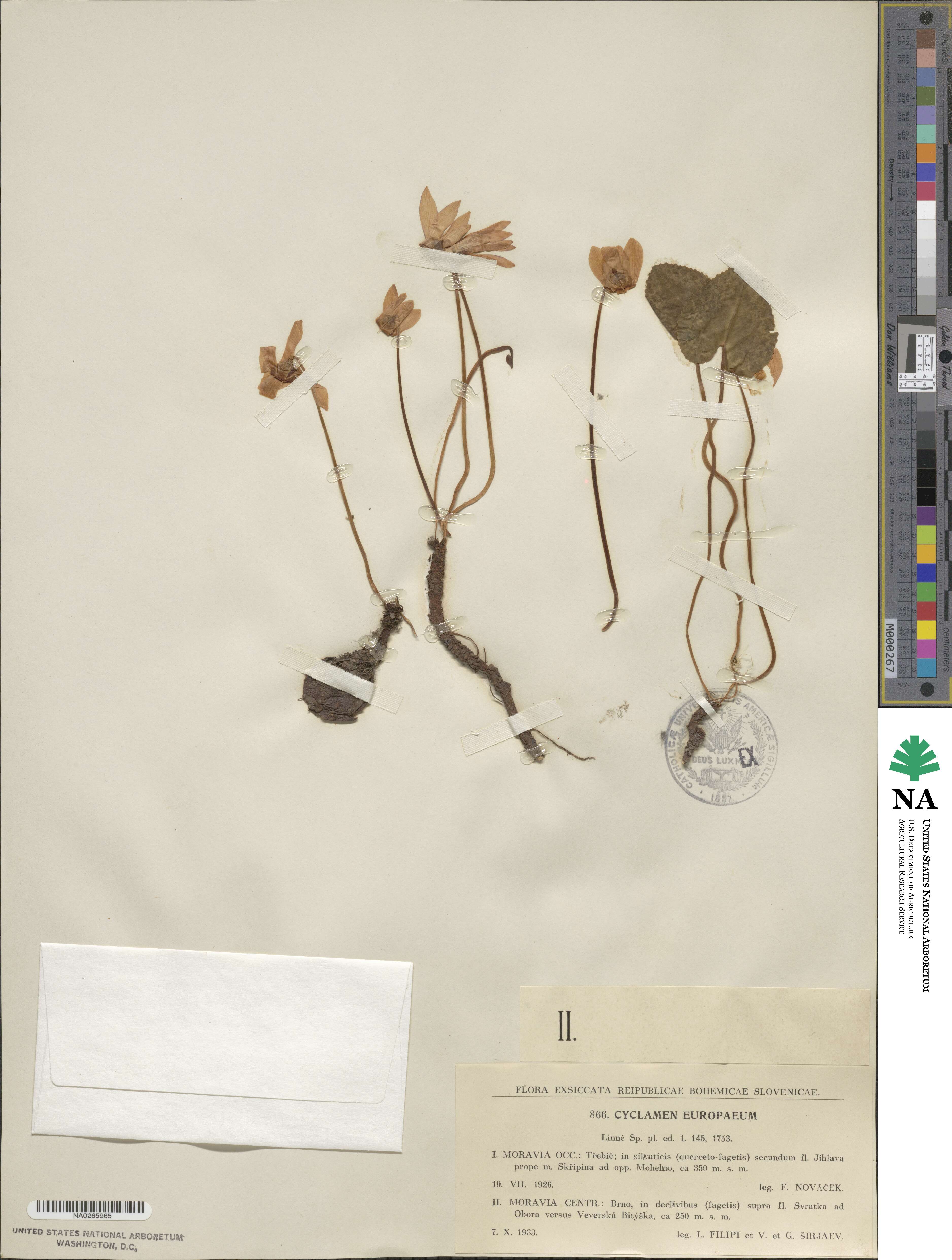 Cyclamen europaeum image