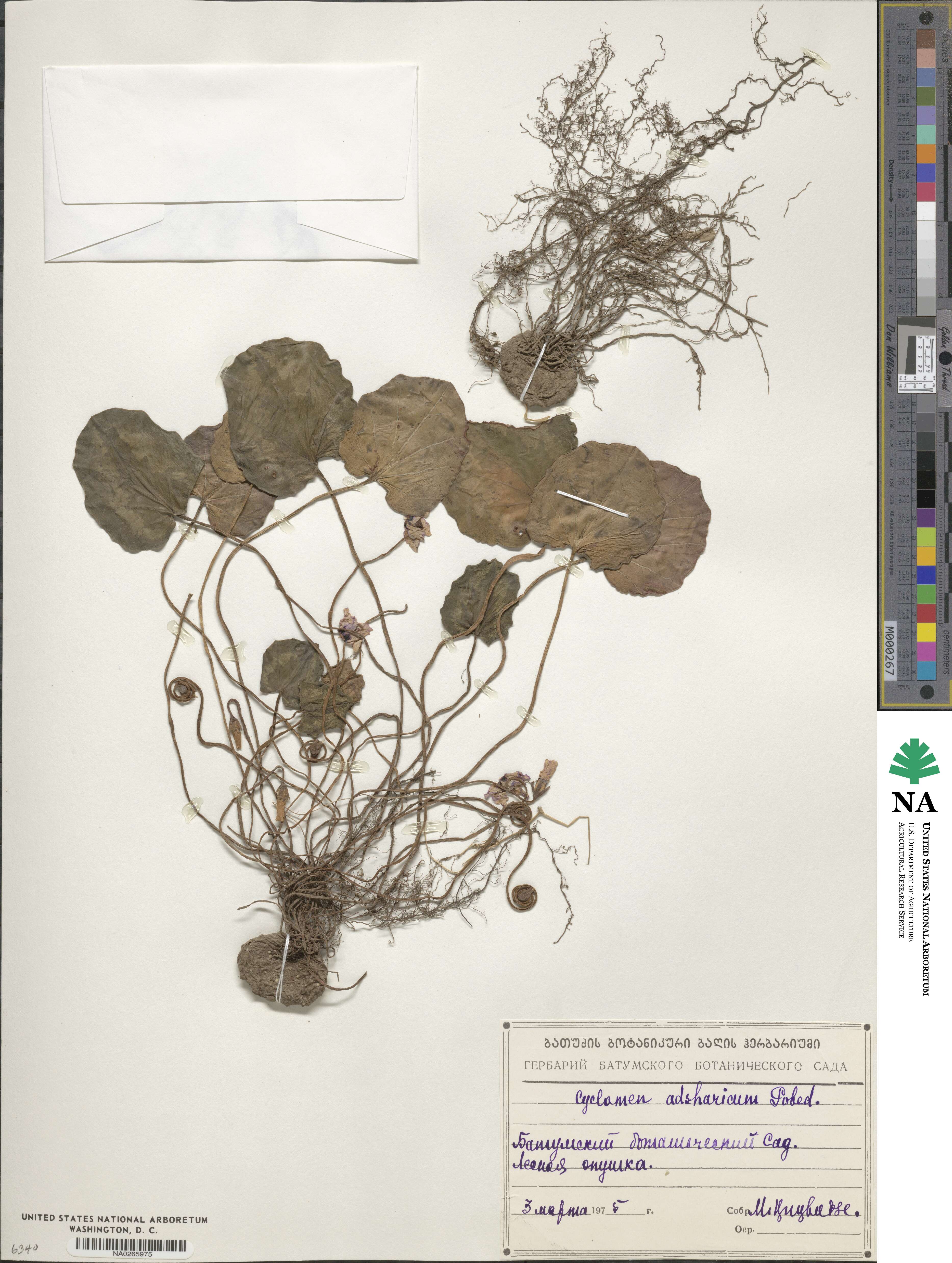 Cyclamen coum subsp. caucasicum image