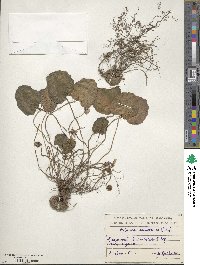 Cyclamen coum subsp. caucasicum image