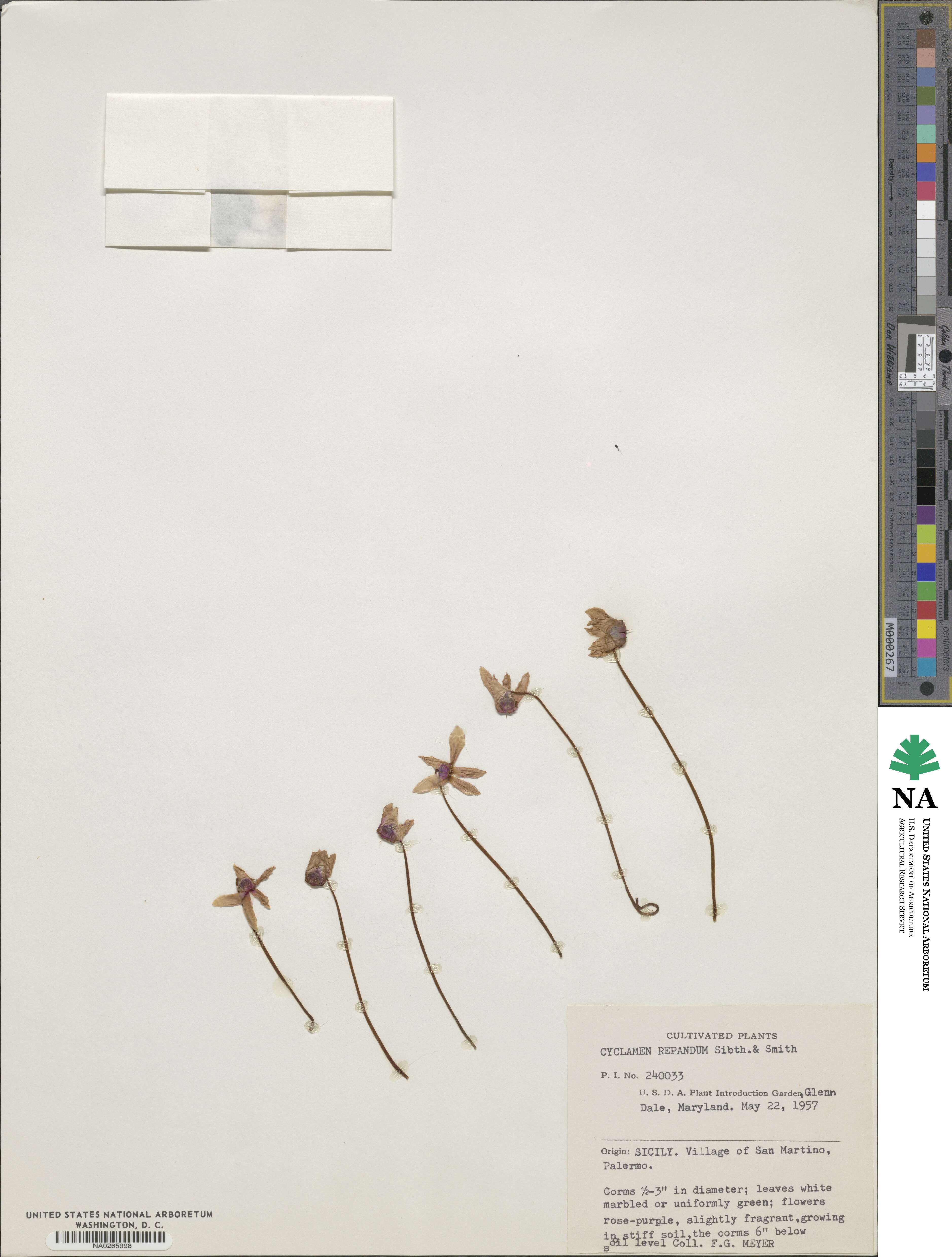 Cyclamen image