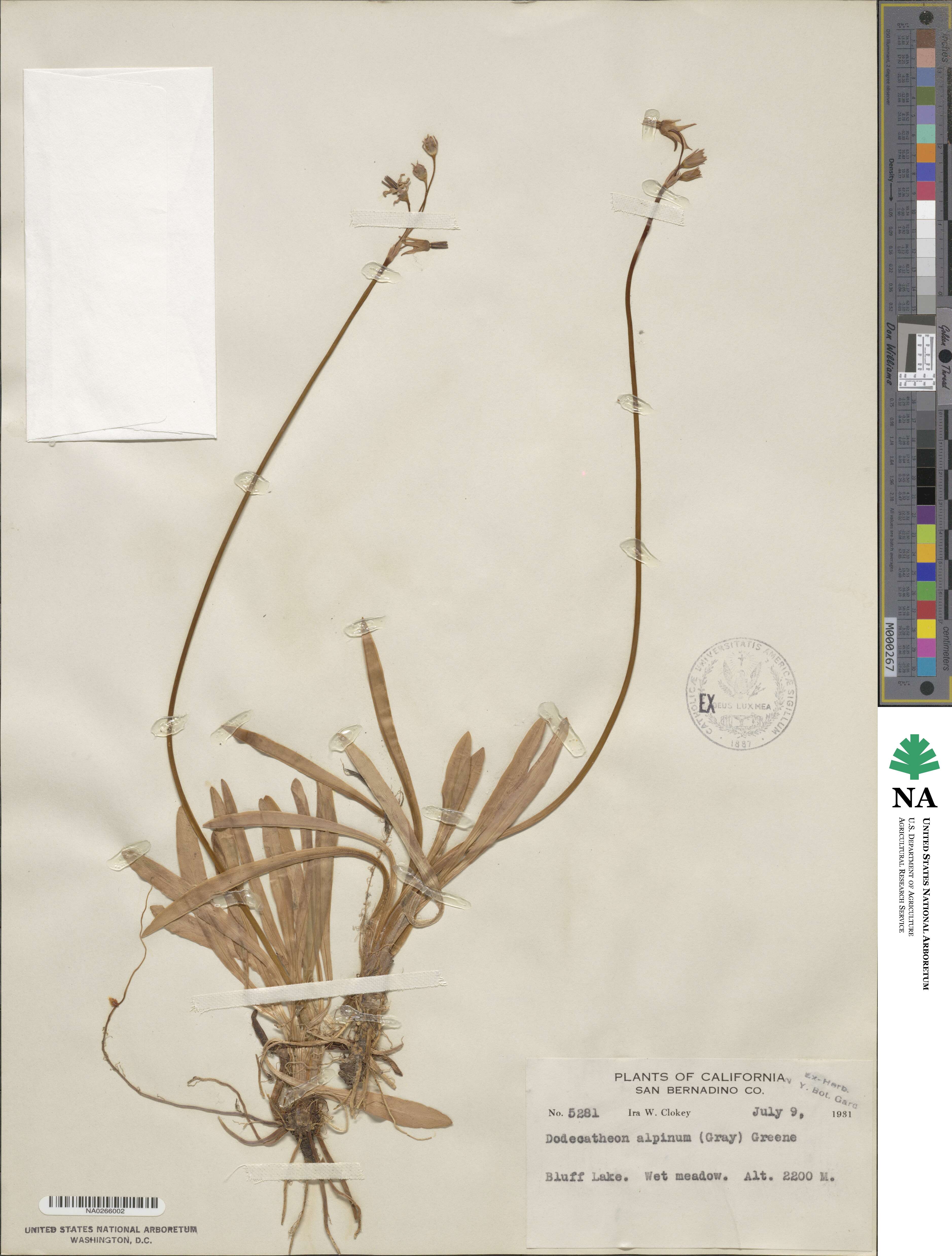 Dodecatheon alpinum image