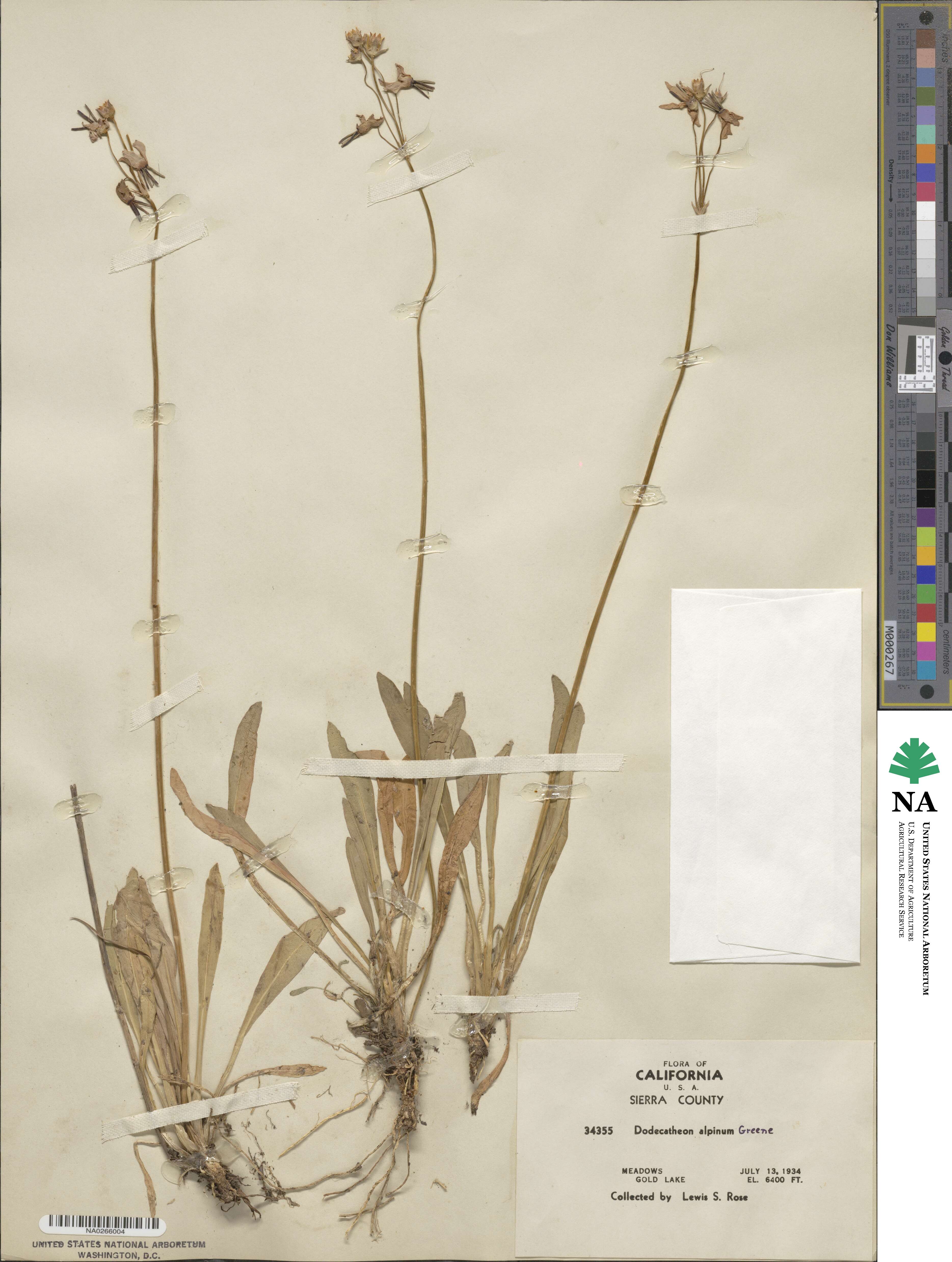 Dodecatheon image